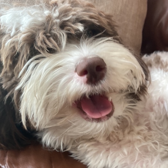 Metal mushroom elf ears new!!! Furries - Picture 5 of 12